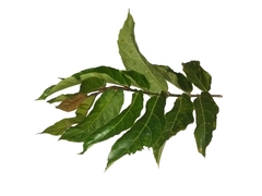 Ficus scaberrima