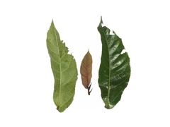 Ficus scaberrima