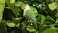 Ptilinopus porphyraceus
