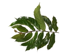 Ficus scaberrima