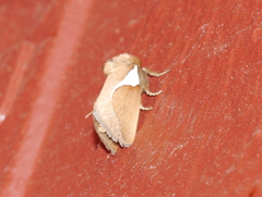 Prolimacodes trigona