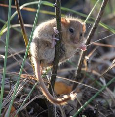Hazel Dormouse photo 3