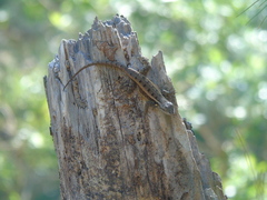 Sceloporus variabilis