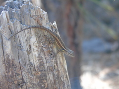 Sceloporus variabilis