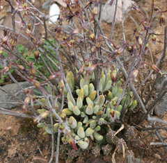 Cotyledon papillaris