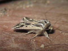 Dargida lithophilus