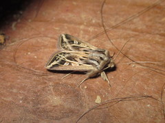 Dargida lithophilus