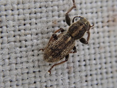 Andrion regensteinense