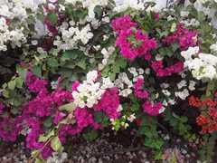 Bougainvillea