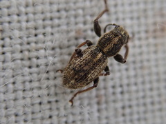 Andrion regensteinense