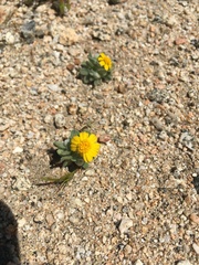 Eriophyllum wallacei