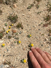 Eriophyllum wallacei