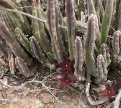 Stapelia rufa