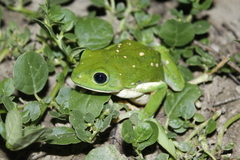 Agalychnis dacnicolor