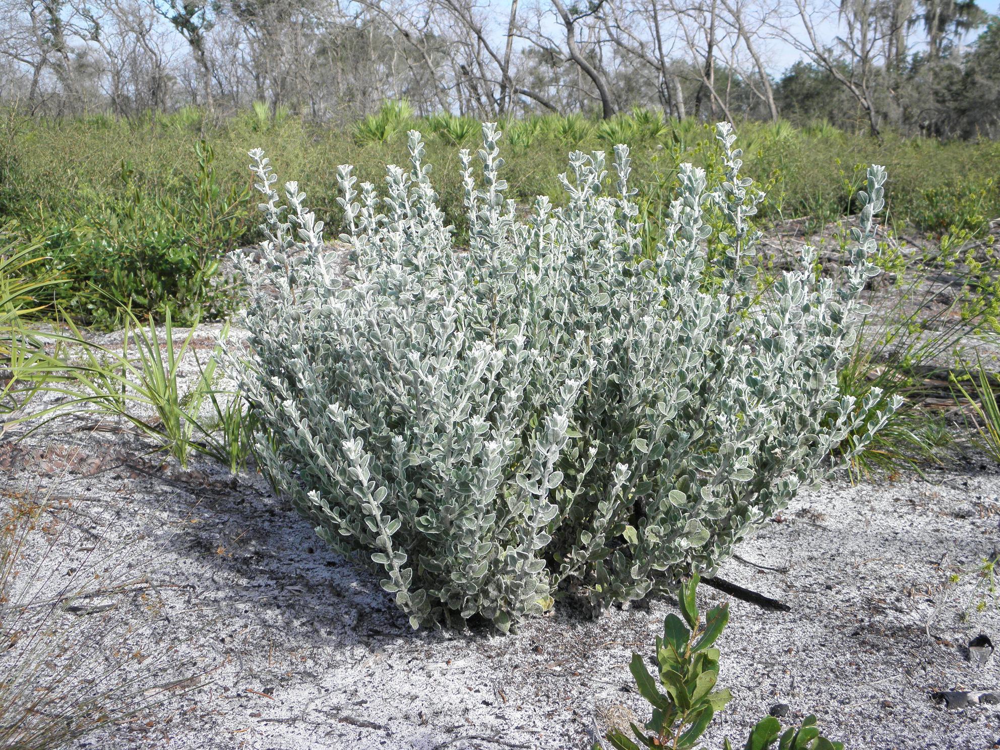Chrysopsis floridana