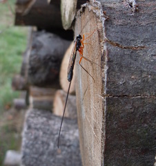 Ephialtes manifestator