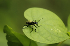 Epicauta niveolineata