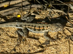 Ctenophorus maculatus