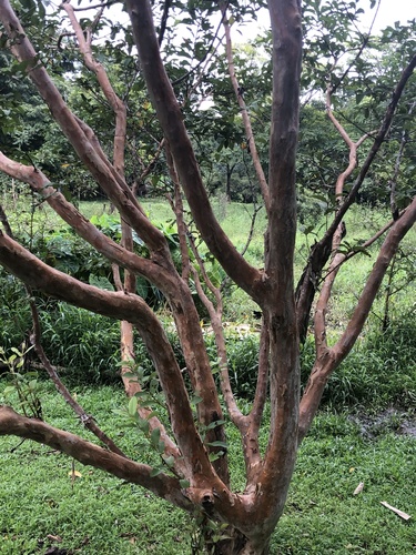 Psidium guajava - Leaves