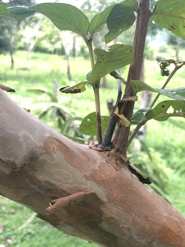 Psidium guajava - Leaves