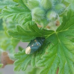 Ditomotarsus punctiventris