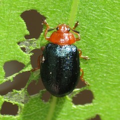 Plagiodera arizonae