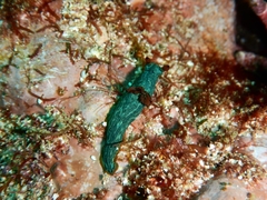 Tambja abdere