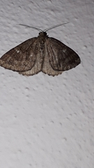Larentia malvata