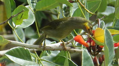 Foulehaio carunculatus
