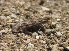 Nomophila distinctalis