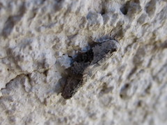 Chileulia stalactitis