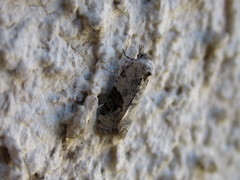 Chileulia stalactitis