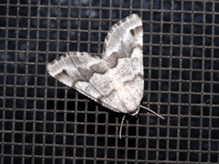 Macaria pallipennata
