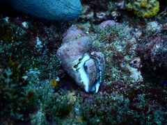 Opeatostoma pseudodon