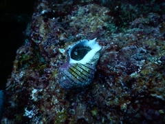 Opeatostoma pseudodon