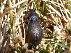Carabus rossii