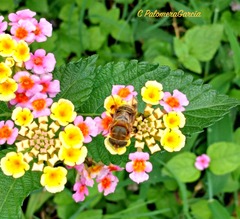 Eristalina