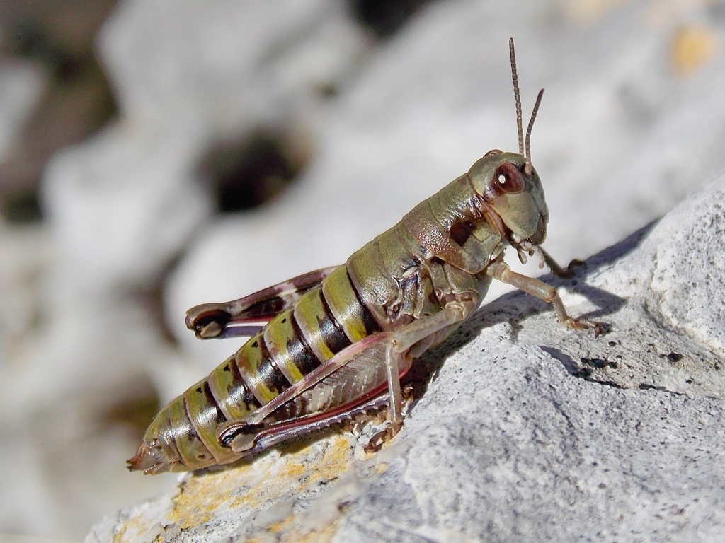 Italopodisma samnitica