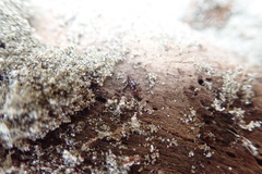 Macrorhyncolus littoralis