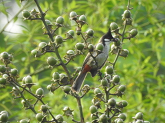 Pycnonotus jocosus