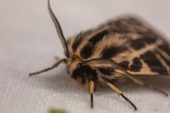 Apantesis nevadensis