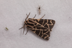 Apantesis nevadensis