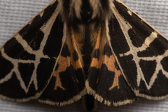 Apantesis nevadensis