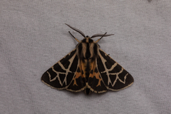 Apantesis nevadensis