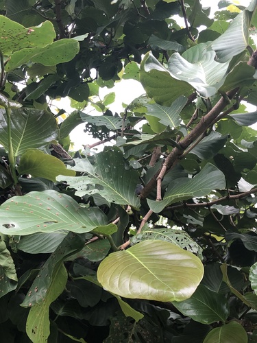 Coccoloba caracasana - Leaves