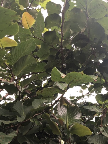 Coccoloba caracasana - Leaves