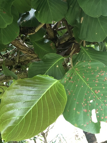 Coccoloba caracasana - Leaves