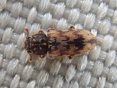 Synchita undata