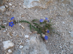 Gentiana septemfida grossheimii