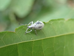 Cyphicerini